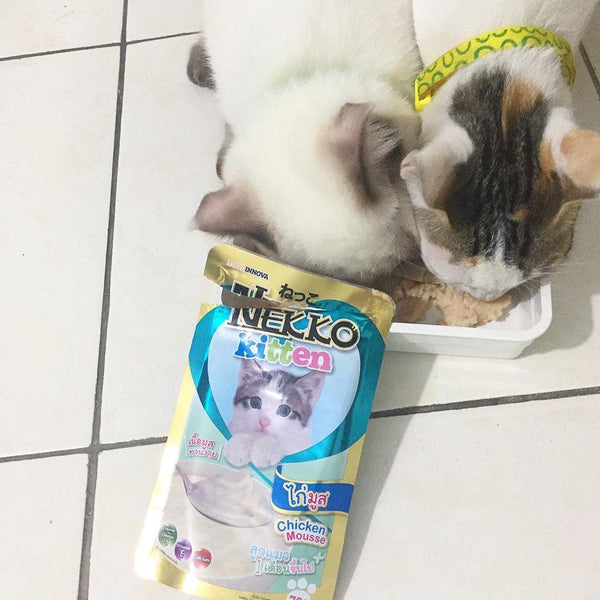 pate-nekko-kitten