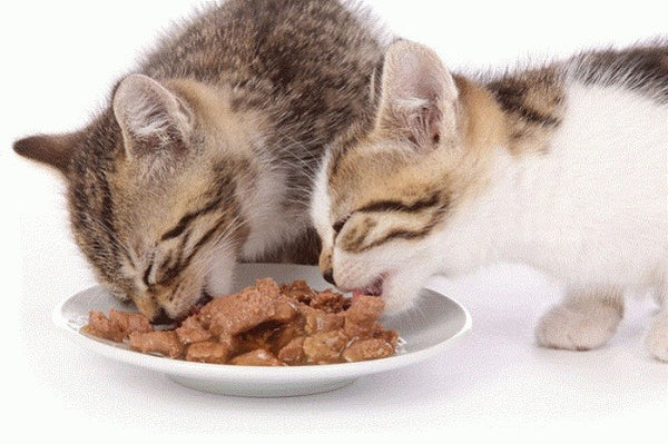 pate-meo-nekko