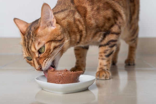 mèo ăn nhiều pate có tốt không