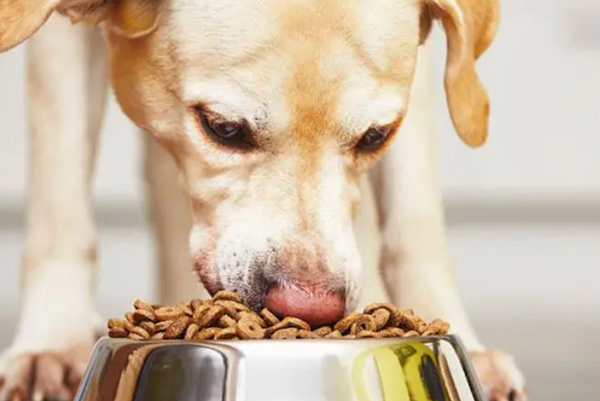 các loại hạt có túi khối lượng lớn khi nuôi nhiều chó