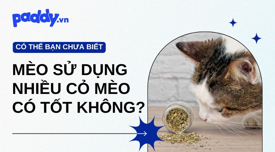 Mèo Sử Dụng Nhiều Cỏ Mèo Có Tốt Không?