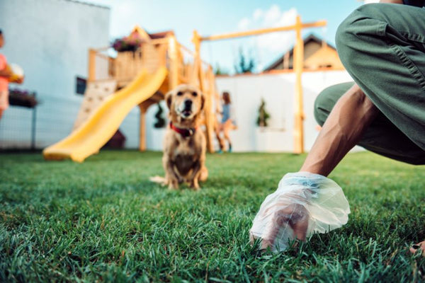 lợi ích bất ngờ khi chạy bộ cùng chó