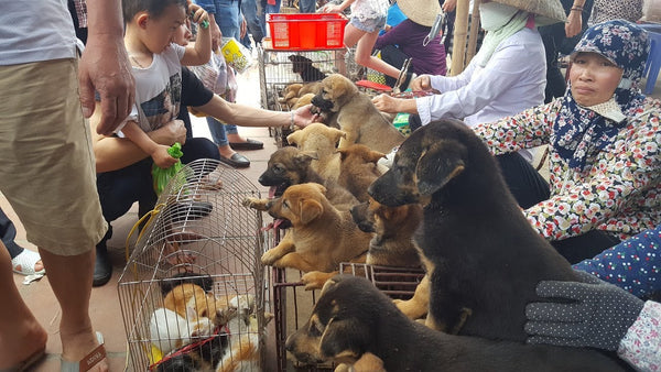 chợ bán chó mèo ở sài gòn