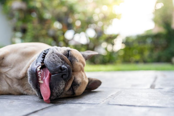 sơ cứu cho chó bị sốc nhiệt