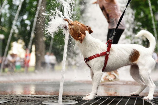 cách hạ nhiệt cho chó