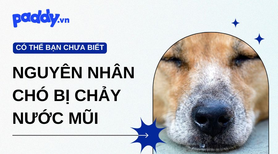 Tổng Hợp Các Nguyên Nhân Chó Bị Chảy Nước Mũi