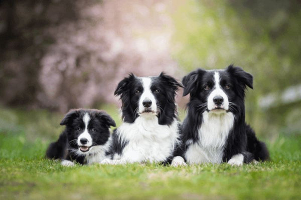 Chó Collie