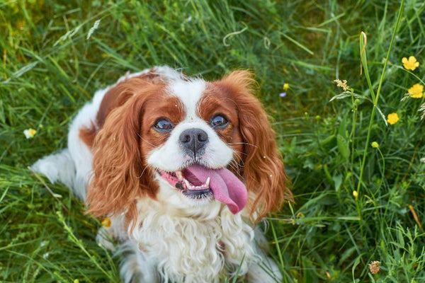 Chó Cavalier King Charles Spaniel