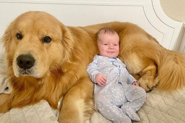 Chó Golden Retriever - Giống chó trung thành