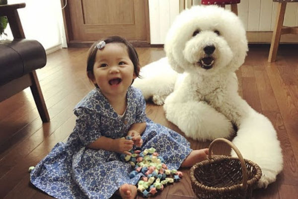 Chó Poodle - Giống chó sạch nhất