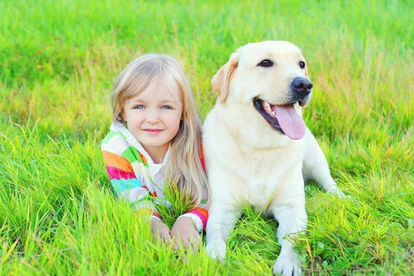 Chó Labrador - Giống chó phù hợp với gia đình có trẻ nhỏ
