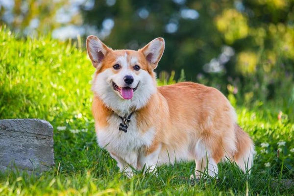 các vấn đề sức khỏe thường gặp ở chó Corgi