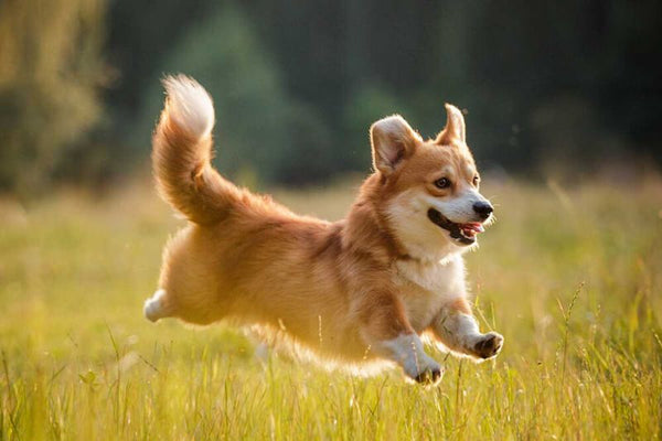 các vấn đề sức khỏe thường gặp ở chó Corgi