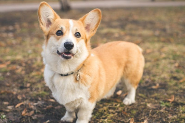 chó corgi rụng lông
