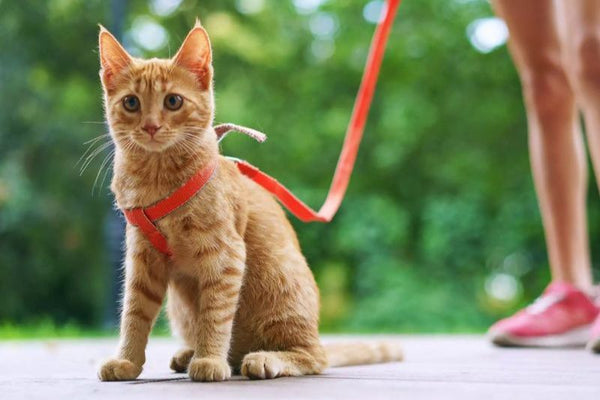 nên chọn dây dắt thường hay dây dắt yếm