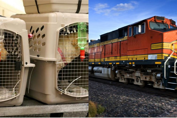 Xe vận chuyển chó mèo về miền Tây
