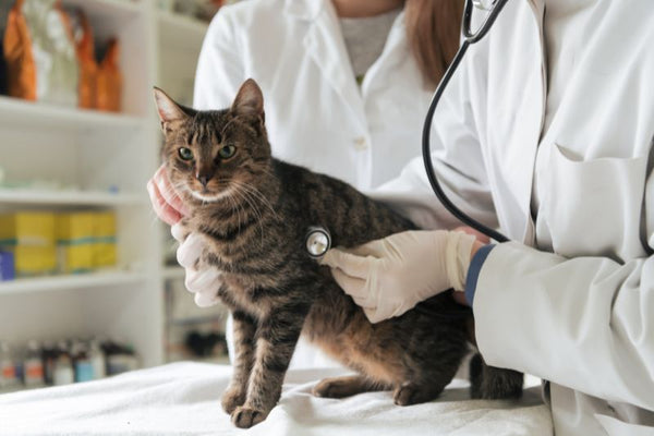 các loại royal canin trị bệnh cho chó mèo
