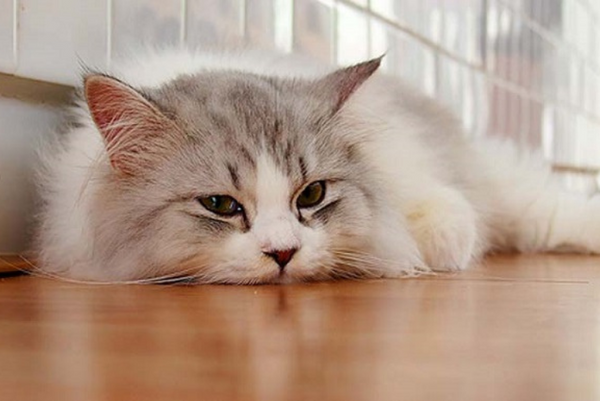 bạn biết gì về trầm cảm ở mèo