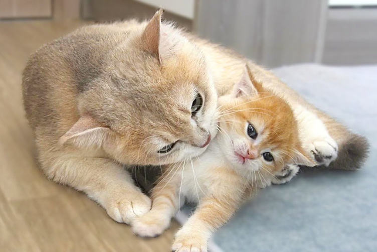 Mèo con bao lâu thì tách mẹ