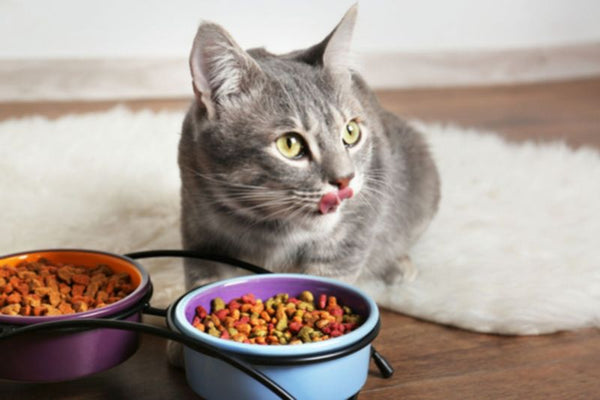 Hiểu Biết Về Royal Canin Fit Và Indoor
