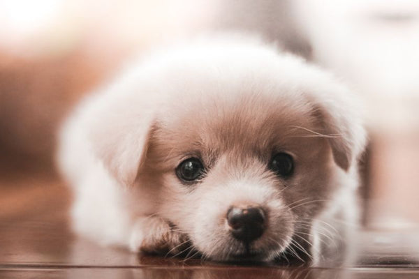 khẩu phần ăn hợp lý cho chó