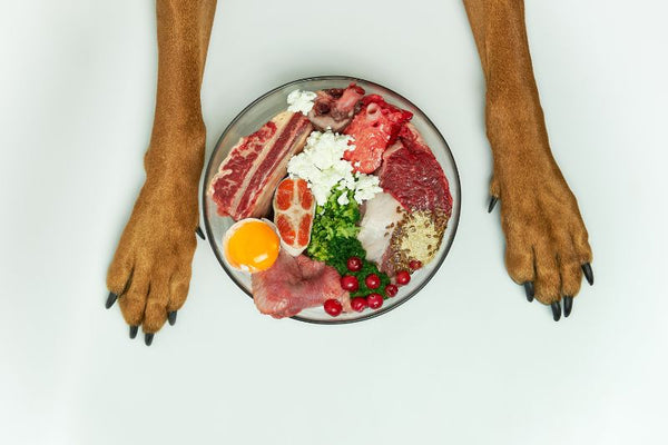 cho chó ăn bao nhiêu lần 1 ngày