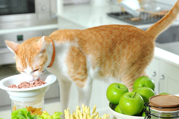 nên cho mèo ăn bao nhiêu pate là đủ