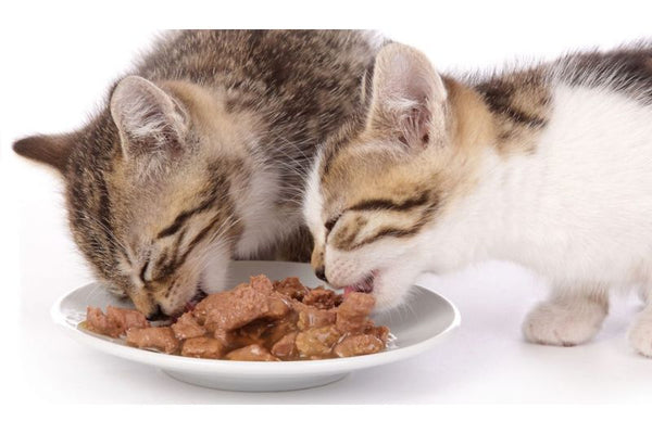 nên cho mèo ăn bao nhiêu pate là đủ