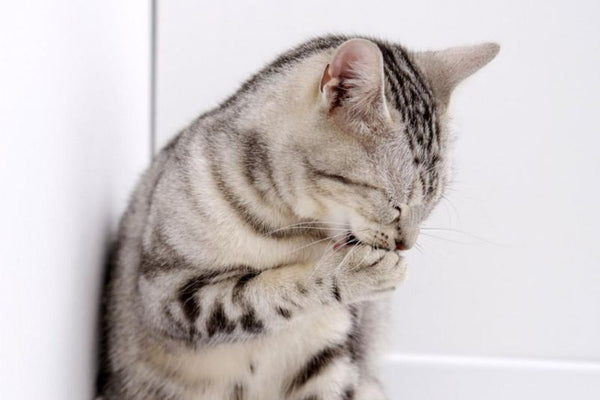 Gợi ý các loại sữa tắm phù hợp cho từng loại lông mèo