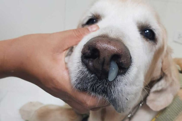 chó bị khò khè, khó thở