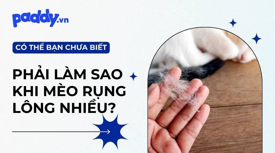 Mèo Bị Rụng Lông - Nguyên Nhân Và Cách Điều Trị