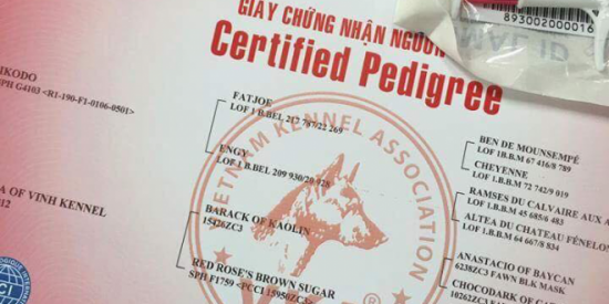 giấy VKA chó