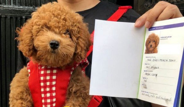 Cách làm giấy VKA cho chó nhanh và đúng quy trình