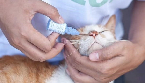 thuốc chữa đau mắt cho mèo