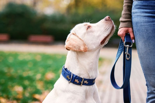 các loại dây dắt chó phổ biến nhất