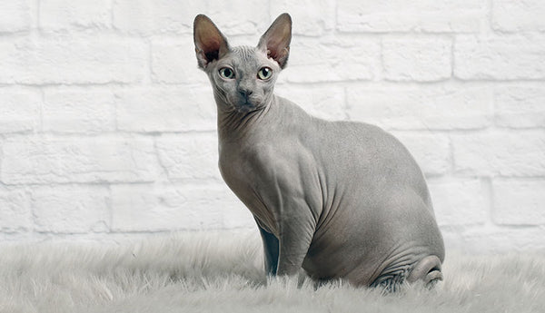 meo-Sphynx-quy-hiem