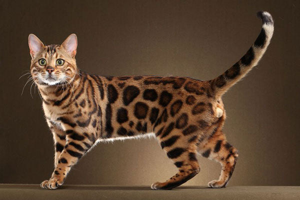 meo-bengal