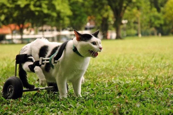 nguyên nhân và cách điều trị mèo bị liệt chân