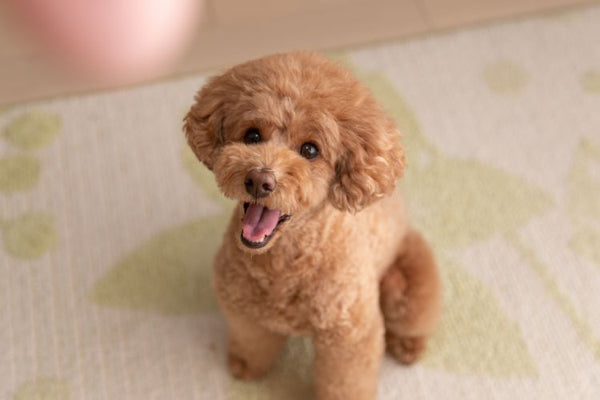 Vì sao nên nuôi chó Poodle