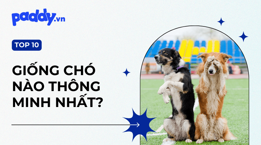 Top 10 Loài Chó Thông Minh Nhất Thế Giới