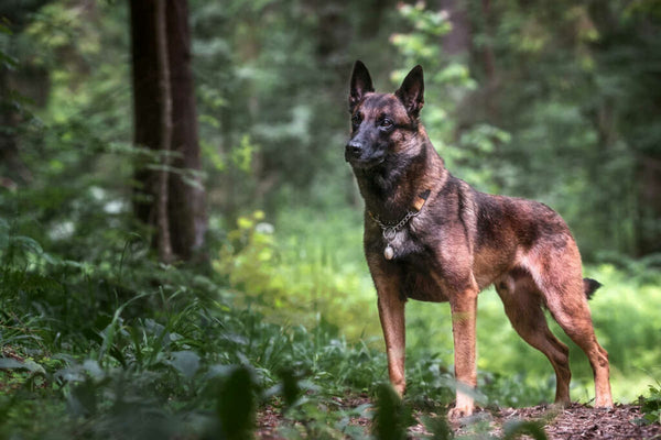 giong-cho-belgian-malinois-top-10-loai-cho-thong-minh-nhat-the-gioi