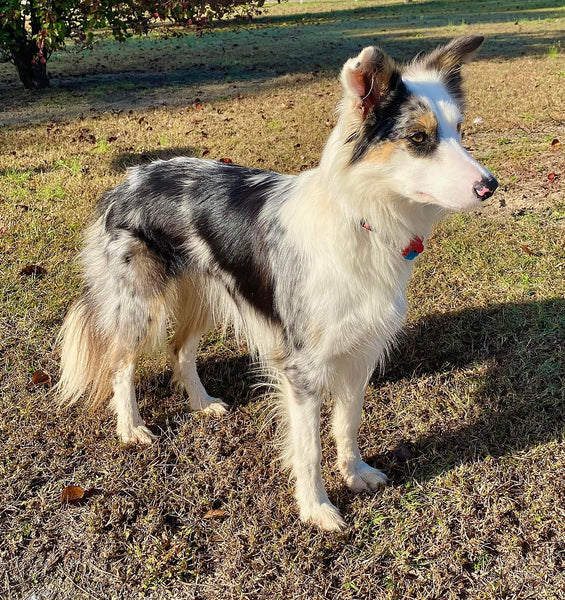 border-collie-top-10-loai-cho-thong-minh-nhat-the-gioi