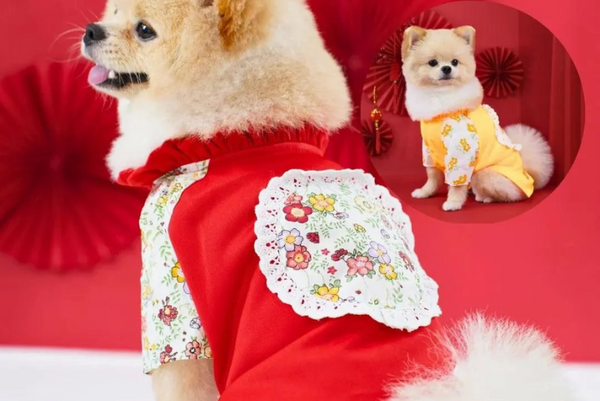 Các mẫu quần áo chó mèo chơi tết