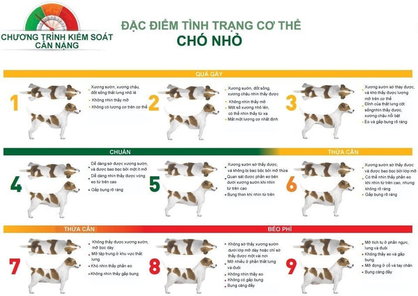 cach-giam-can-cho-cho
