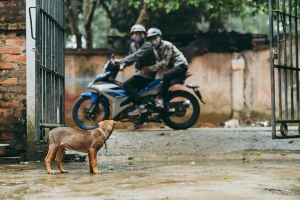 cần làm gì để bảo vệ thú cưng khỏi nạn trộm chó mèo