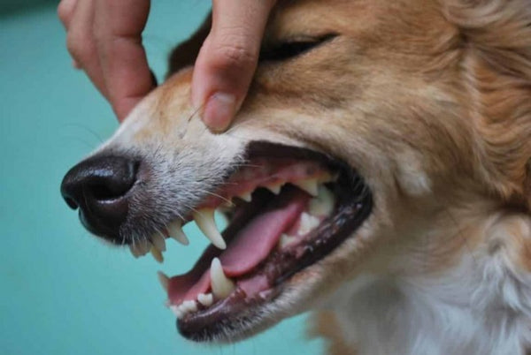 Chó bị bệnh nhiễm trùng răng miệng