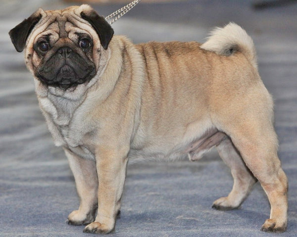tuoi-tho-trung-binh-cua-cho-pug