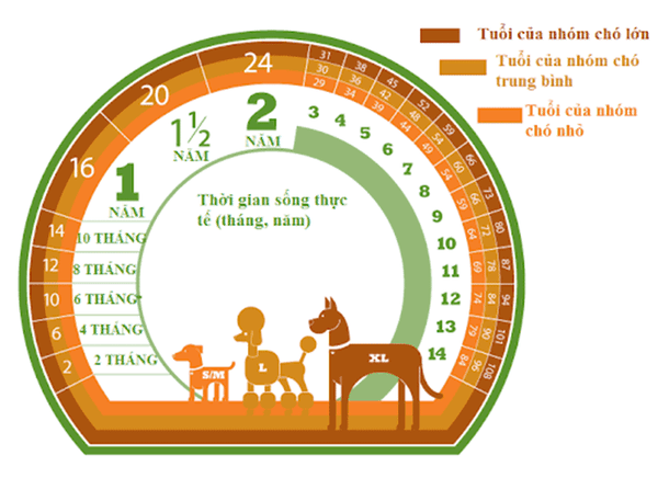tuoi-tho-trung-binh-cua-cho-theo-dang-voc