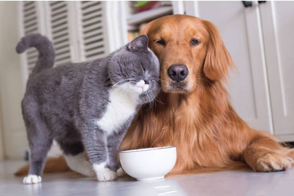 những điều cần biết khi chăm sóc thú cưng vào mùa nóng