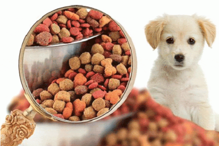 Nên cho chó mèo dùng thức ăn hạt hay thức ăn sấy khô